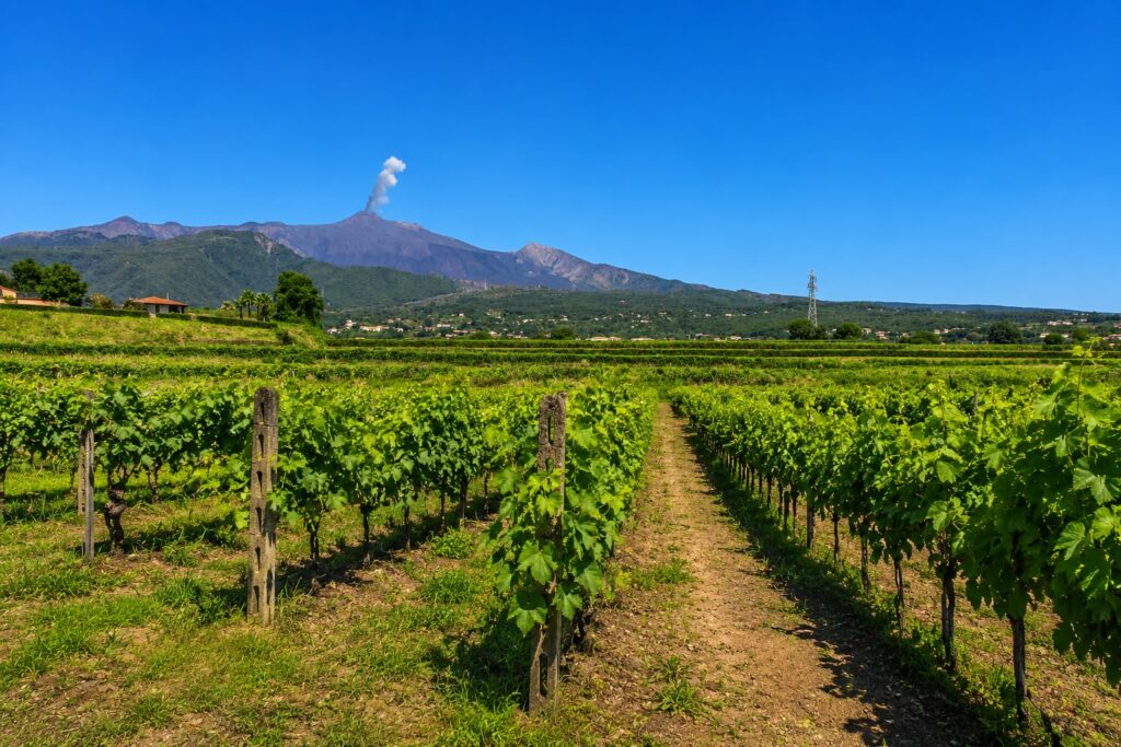 Wine Tour